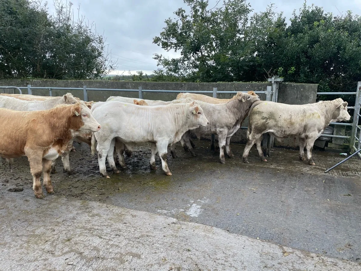 Weanling Bulls - Image 1