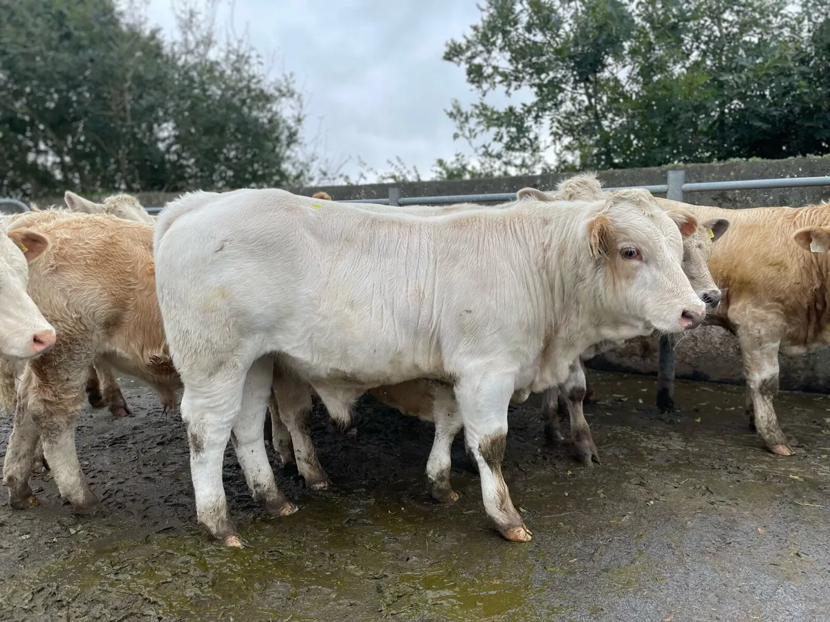 Weanling Bulls - Image 2