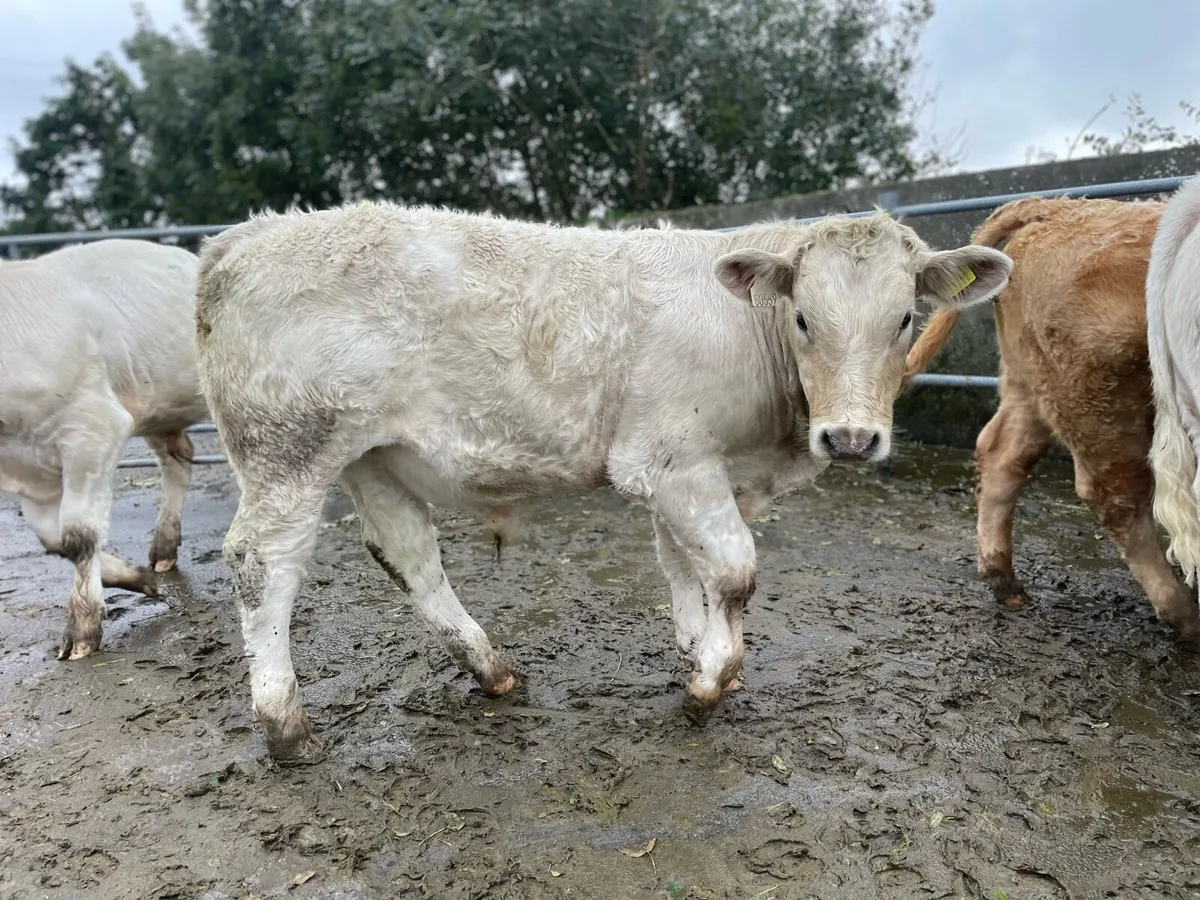 Weanling Bulls - Image 4