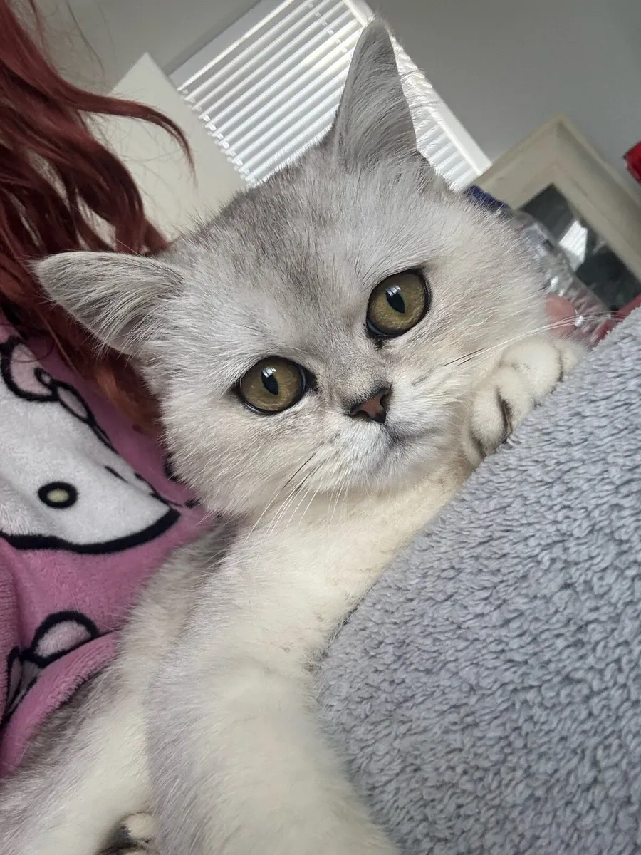 British Short Hair kitten - Image 4