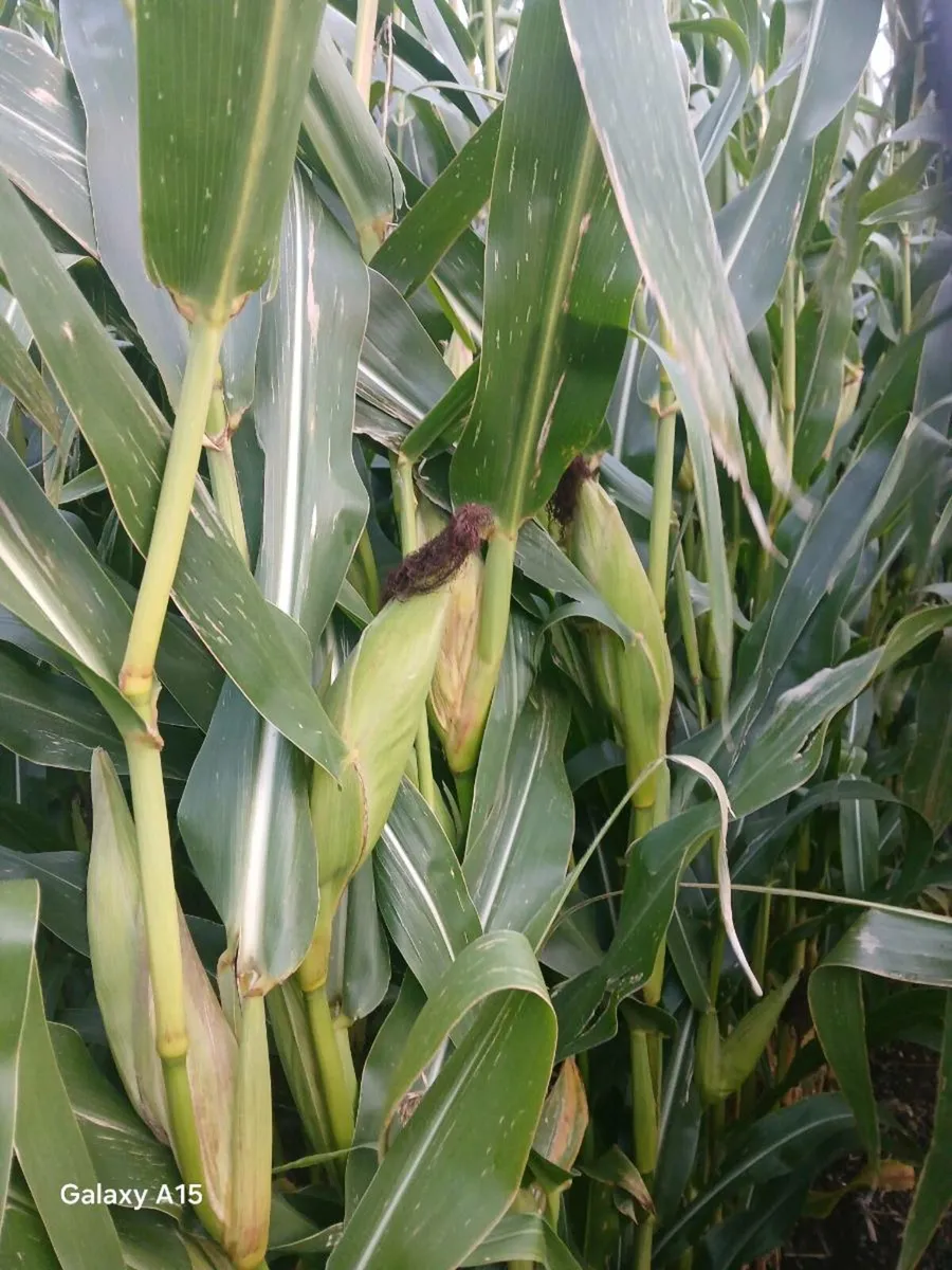 23  acres maize 🌽 - Image 1