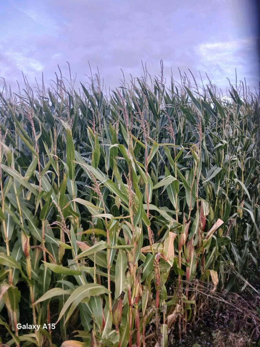 23  acres maize 🌽 - Image 2