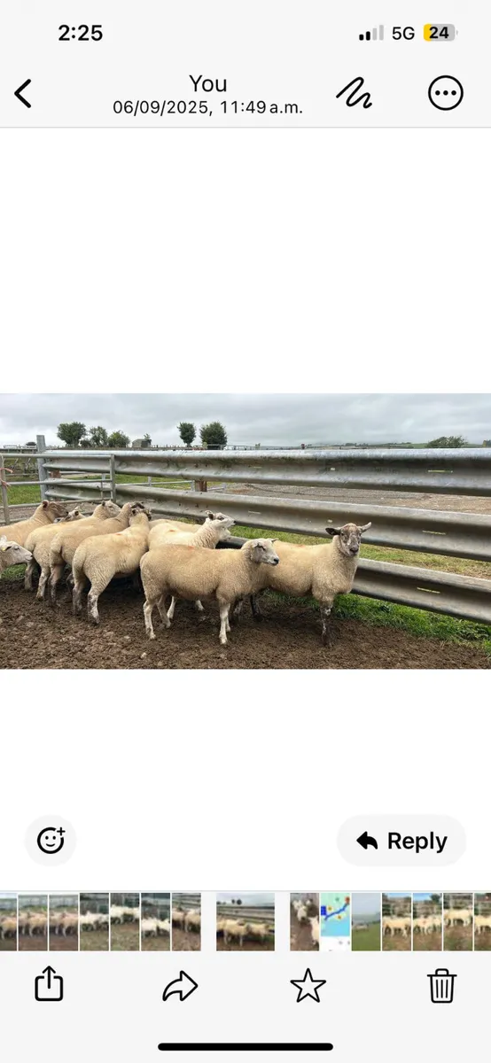 10 texel  cross  hoggets  for  sale