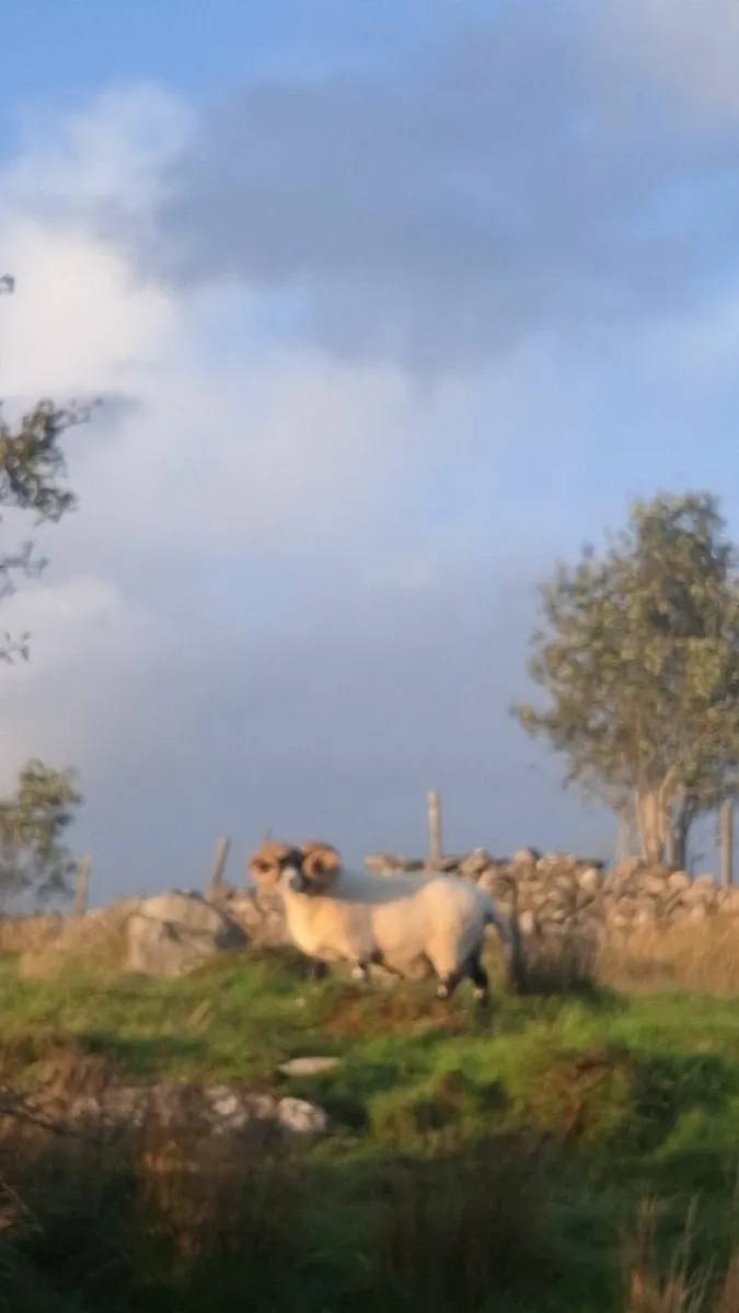 Lanark and suffolk rams - Image 2