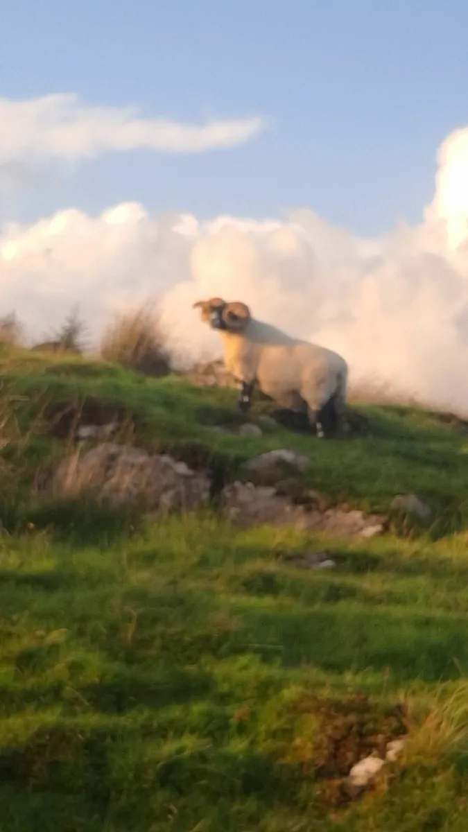 Lanark and suffolk rams - Image 3