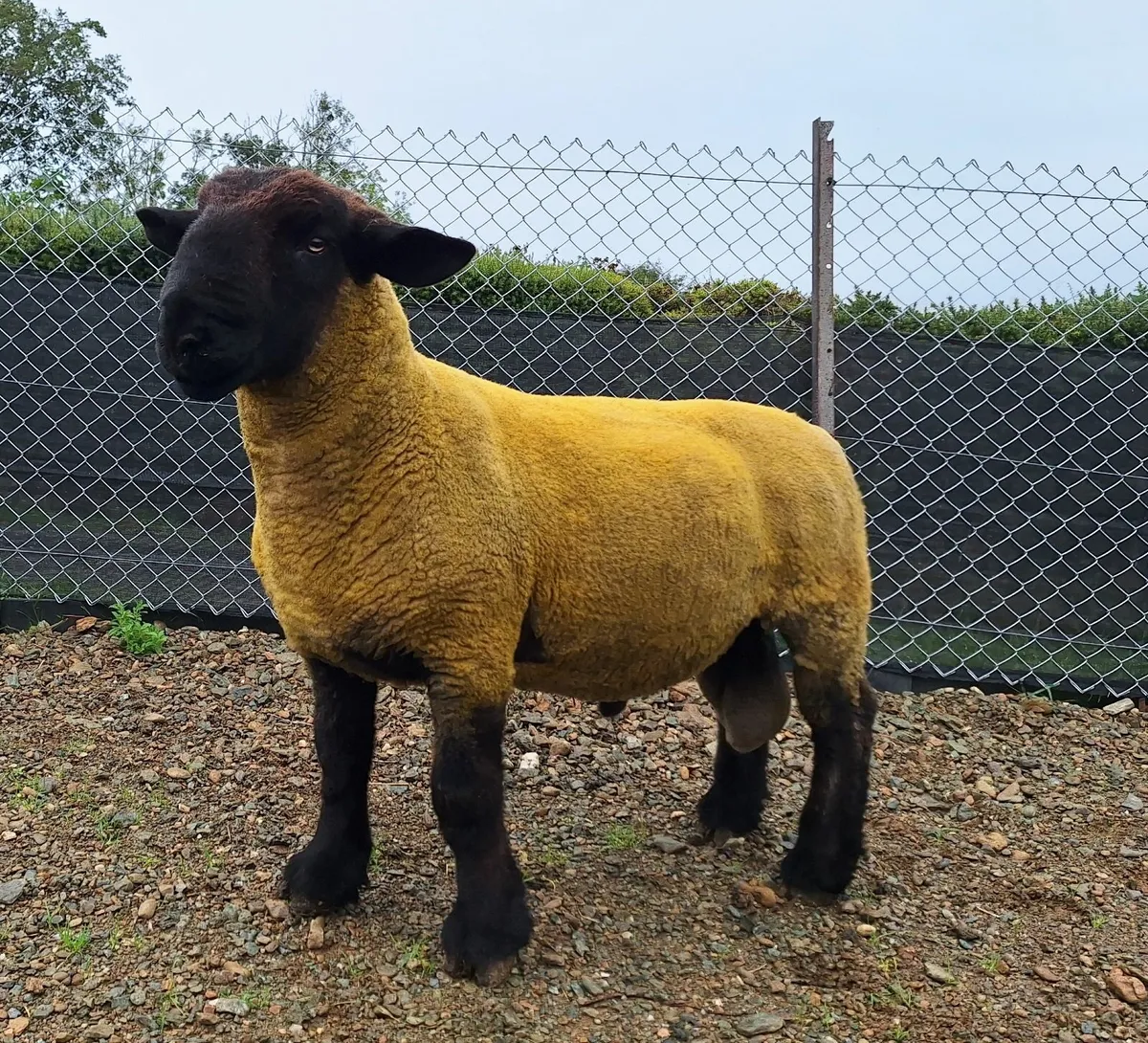 Suffolk shearling rams - Image 3