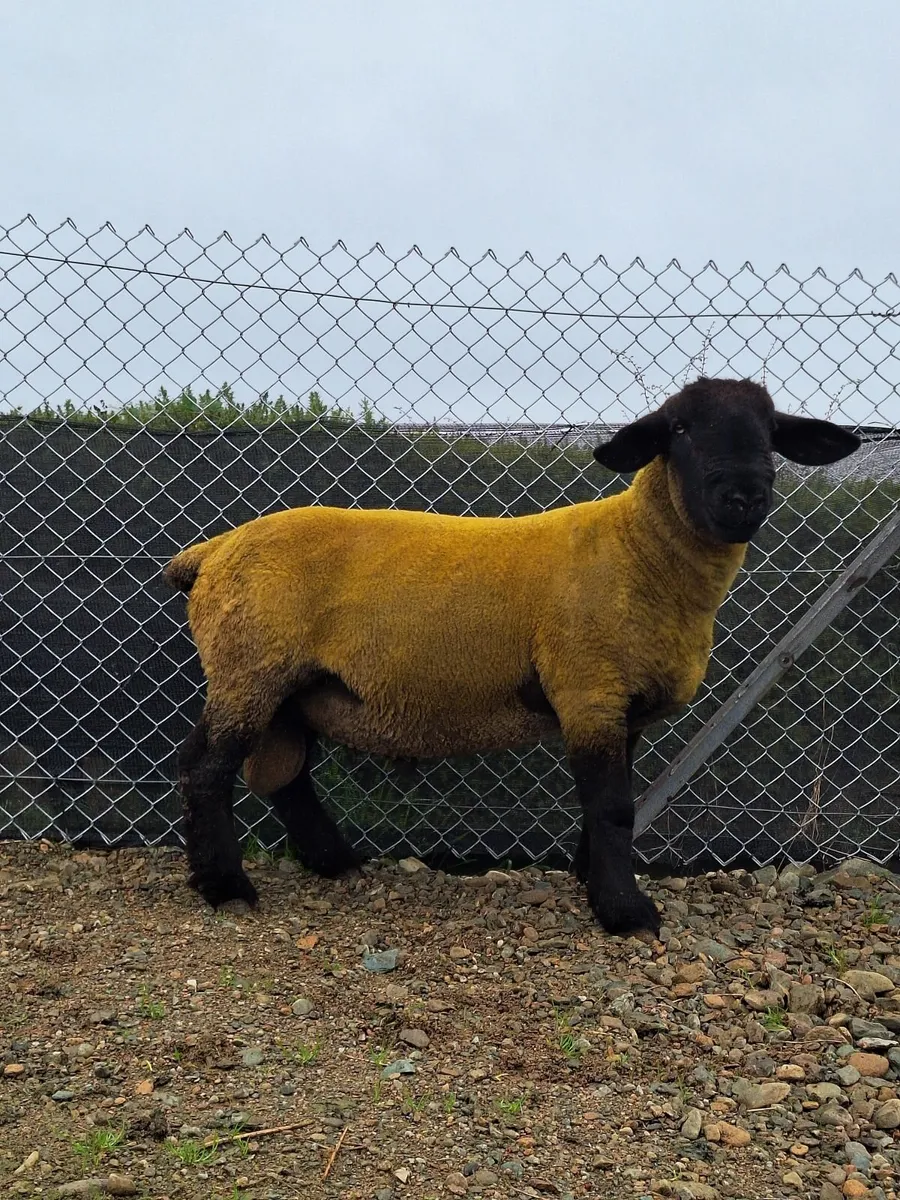 Suffolk shearling rams - Image 4