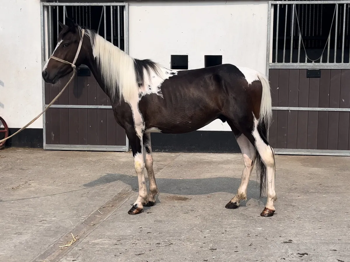 Coloured Driving Pony - Image 1