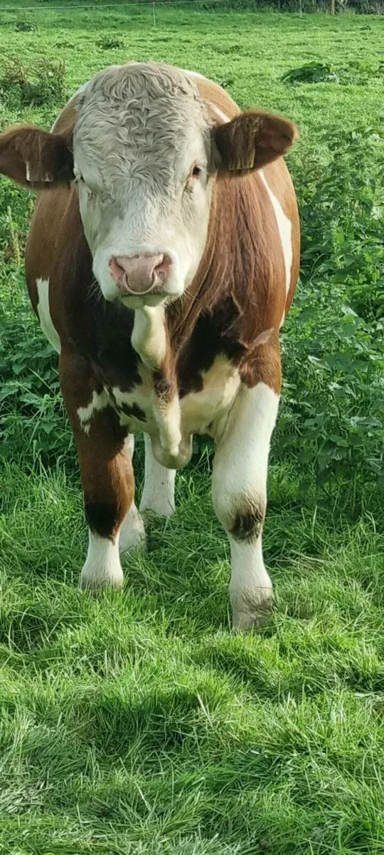 Pb bull - Image 1
