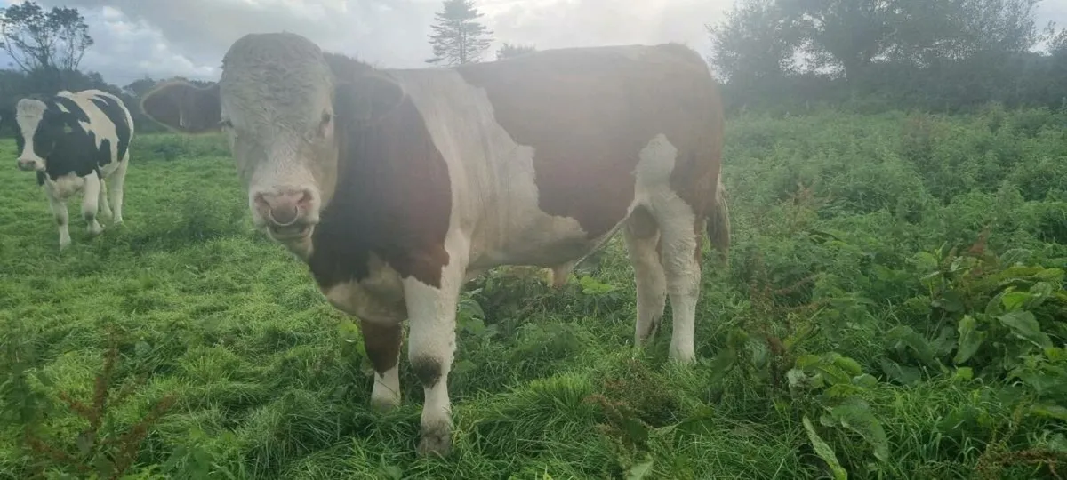 Pb bull - Image 4