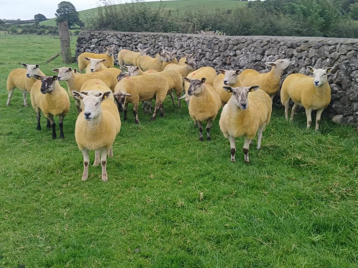 Hogget Ewes - Image 1