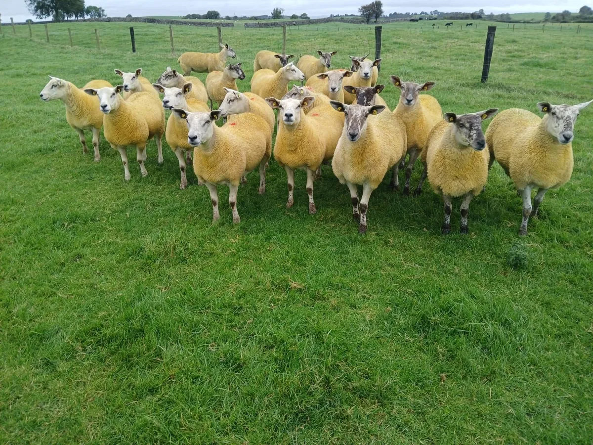 Hogget Ewes - Image 2