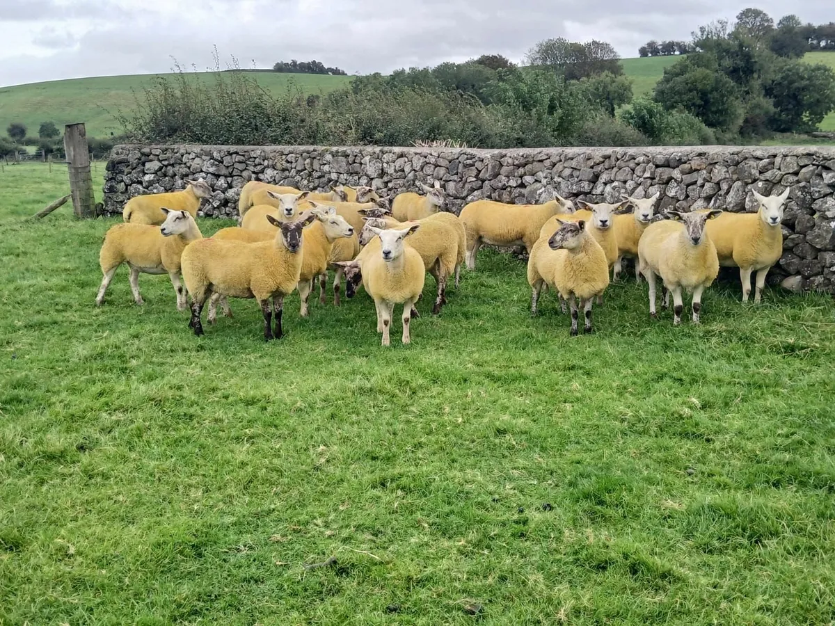 Hogget Ewes - Image 3