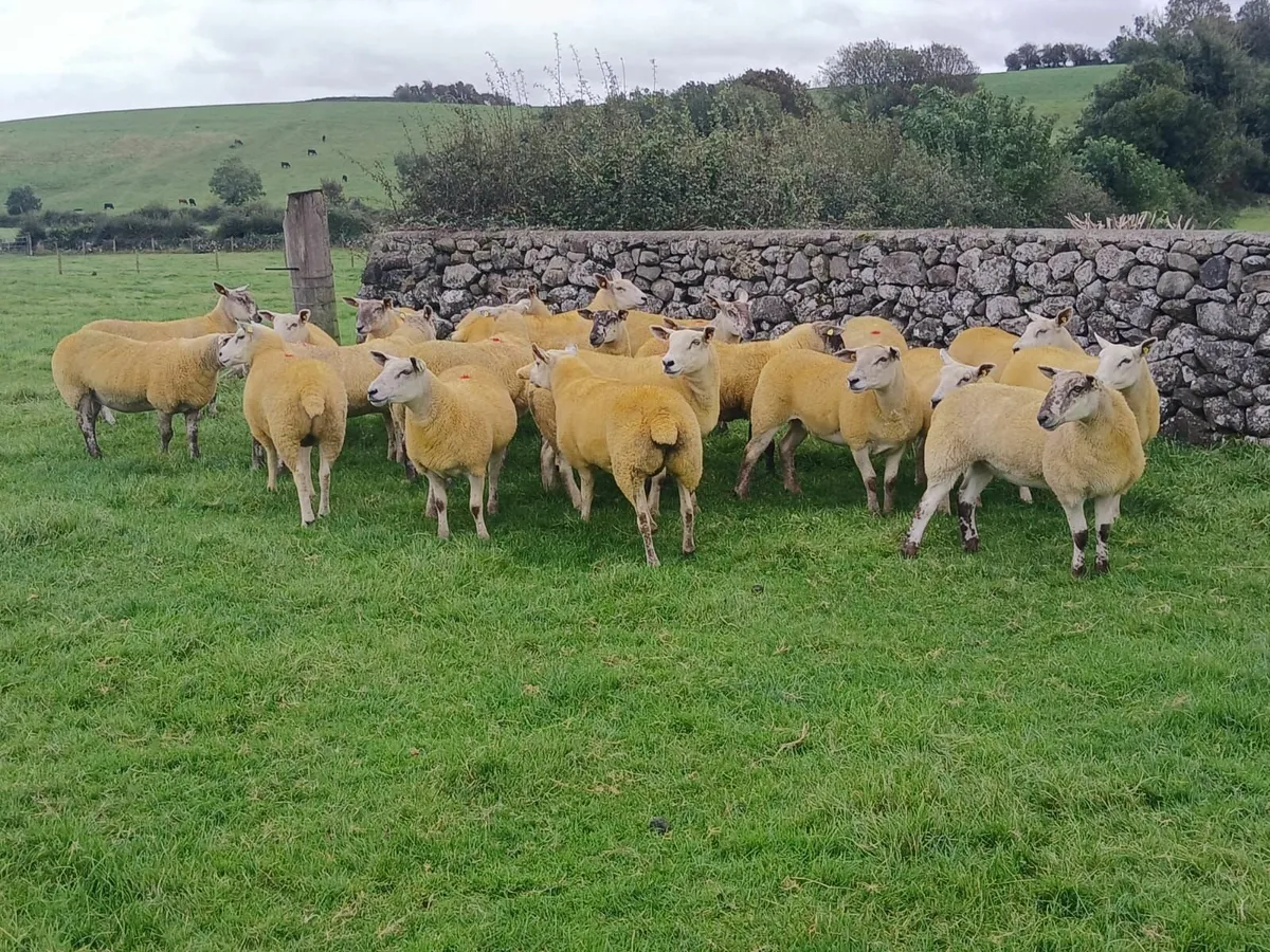 Hogget Ewes - Image 4