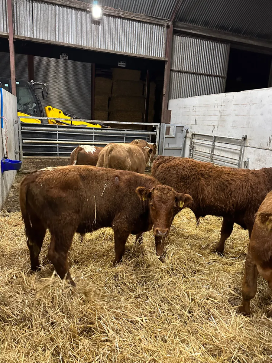 Lim and Simmental bulls - Image 2