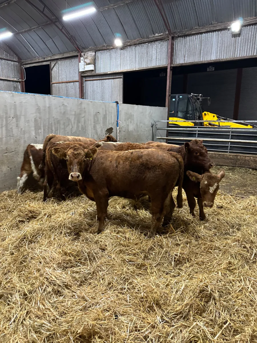 Lim and Simmental bulls - Image 1