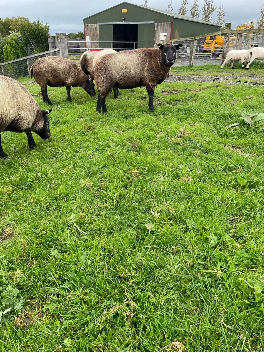 Purebred non registered Blue Texel ewes - Image 2