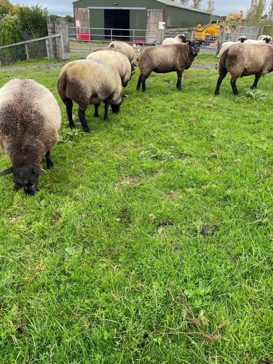 Purebred non registered Blue Texel ewes - Image 3