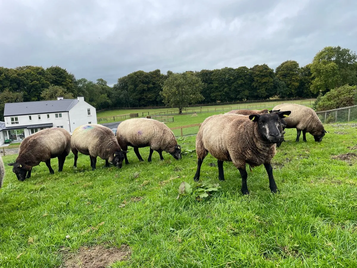 Purebred non registered Blue Texel ewes - Image 4