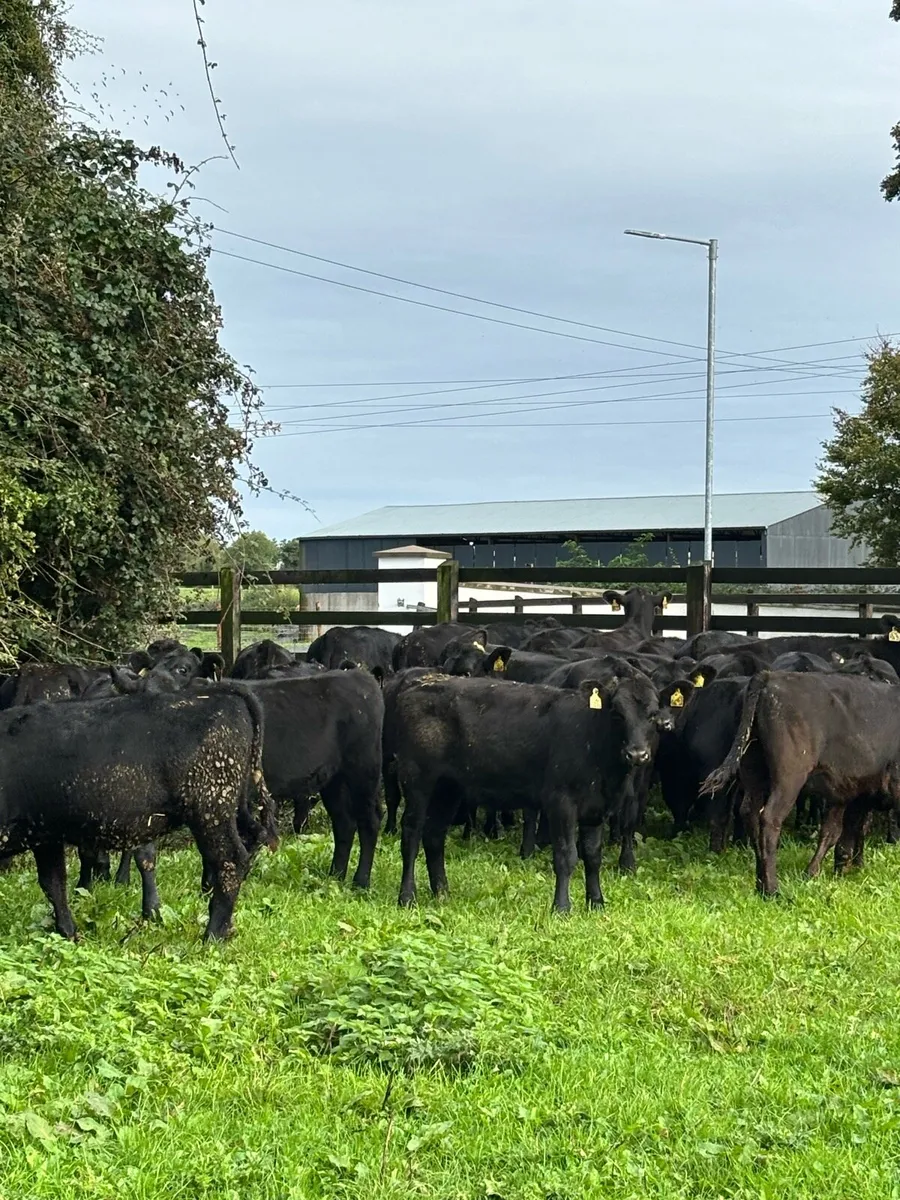 33 super AA heifer weanlings for sale - Image 1