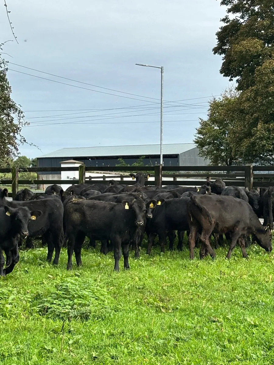 33 super AA heifer weanlings for sale - Image 2