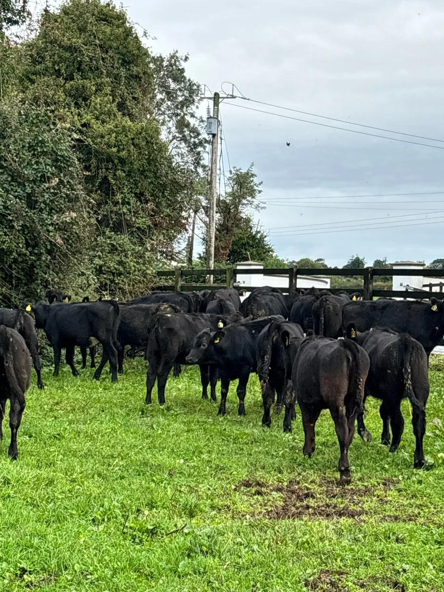 33 super AA heifer weanlings for sale - Image 3