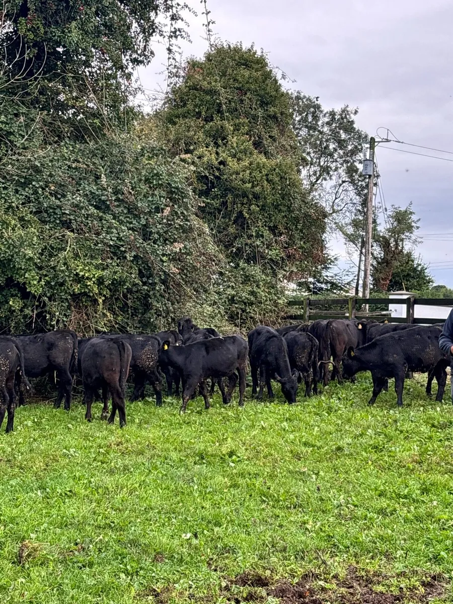 33 super AA heifer weanlings for sale - Image 4