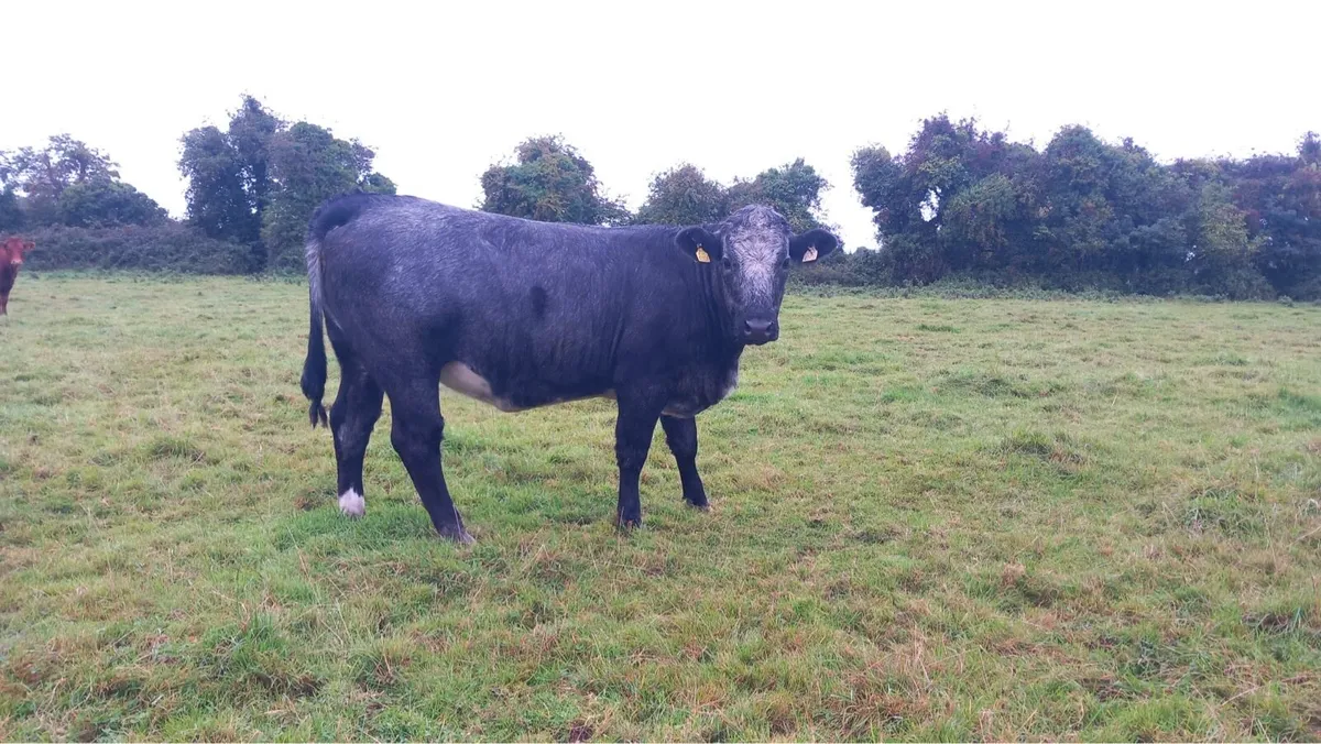 2 super blue grey incalf heifers - Image 2