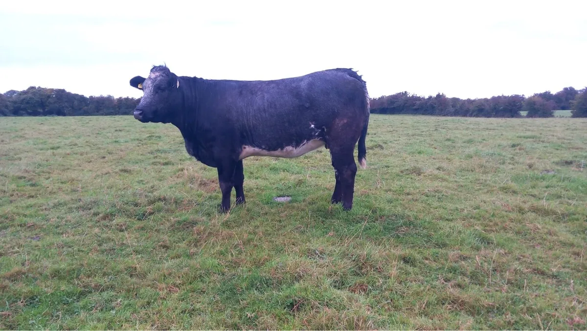 2 super blue grey incalf heifers - Image 3