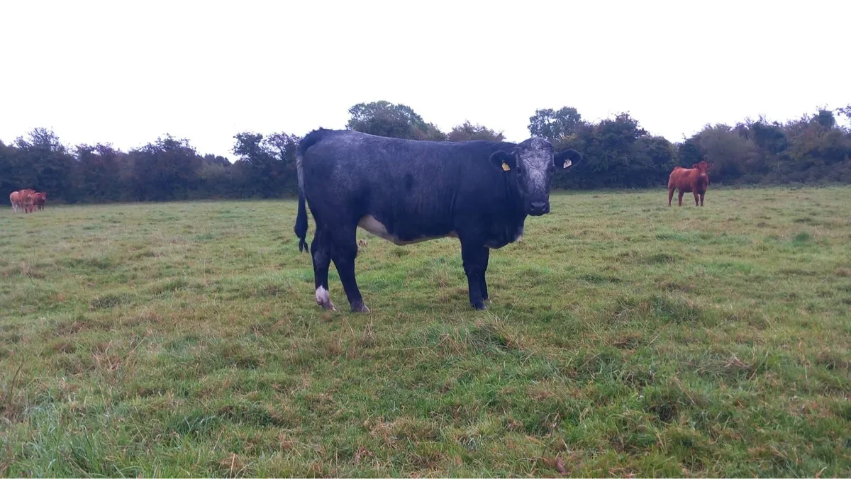 2 super blue grey incalf heifers - Image 4