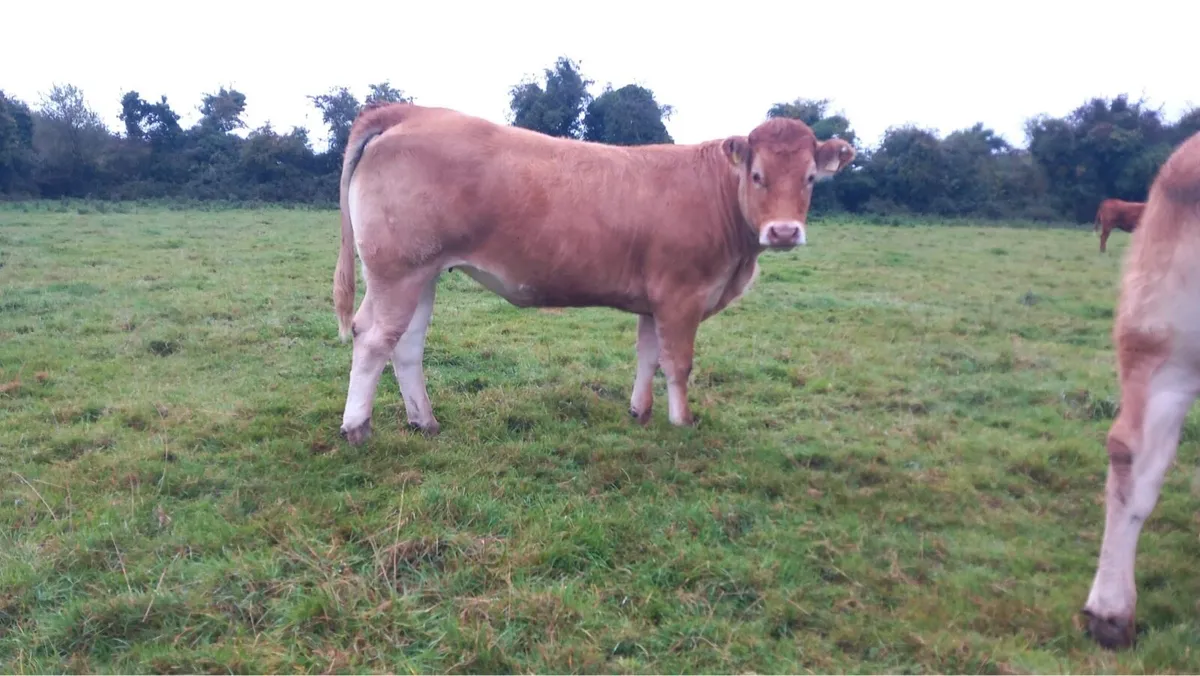 10 red limousin incalf heifers - Image 2
