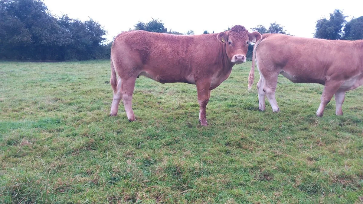 10 red limousin incalf heifers - Image 3