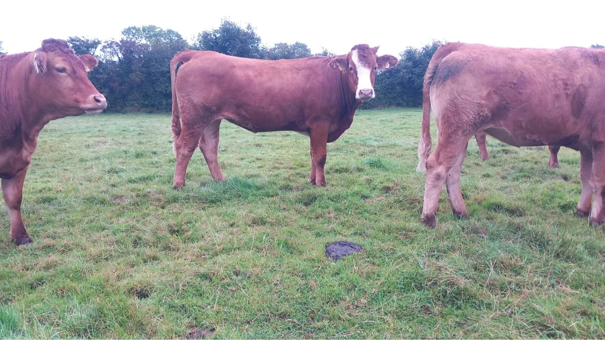 10 red limousin incalf heifers - Image 1