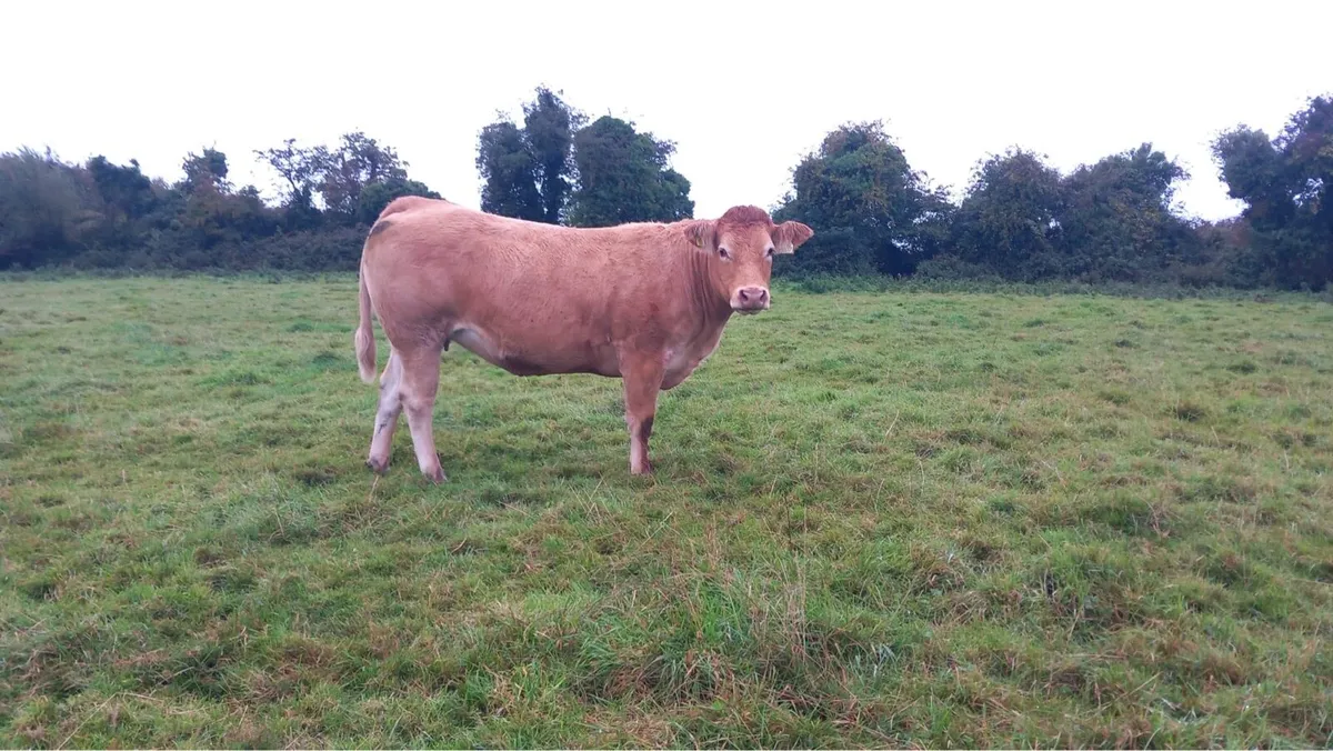 10 red limousin incalf heifers - Image 4