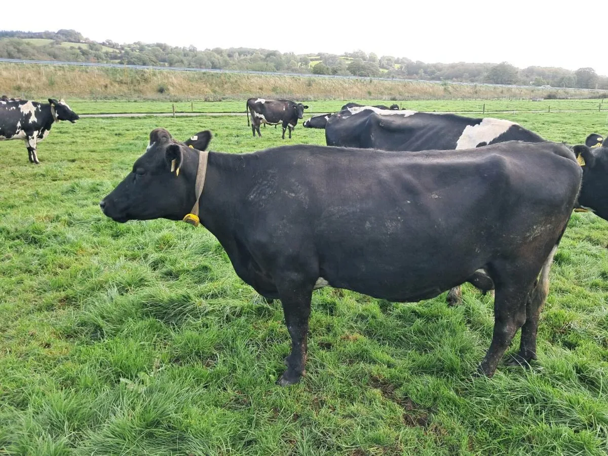 12 milking cows