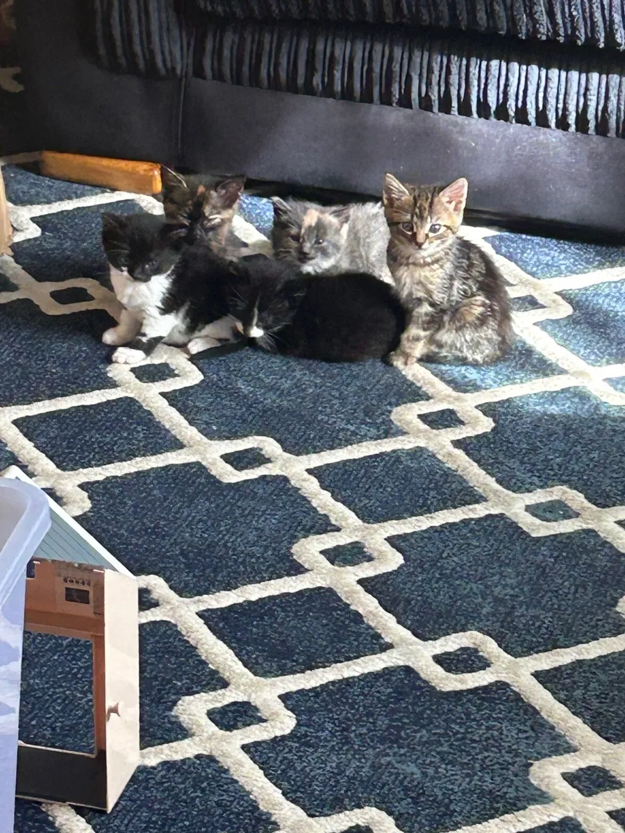 Cat - Image 1