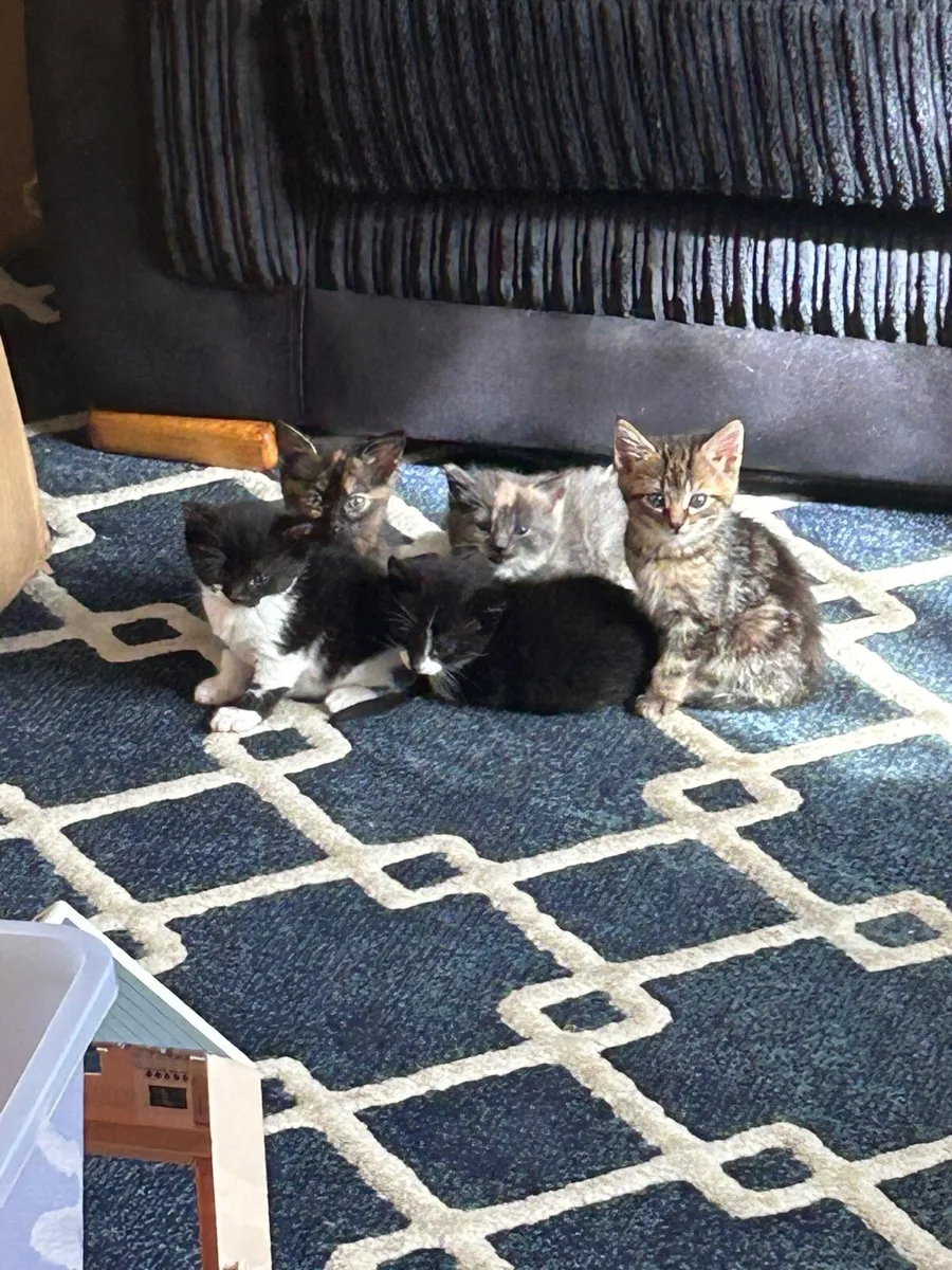 Cat - Image 2