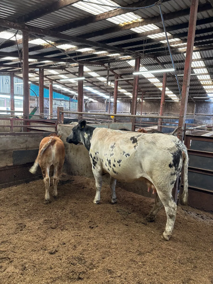 Second calving heifer with bull calve - Image 1