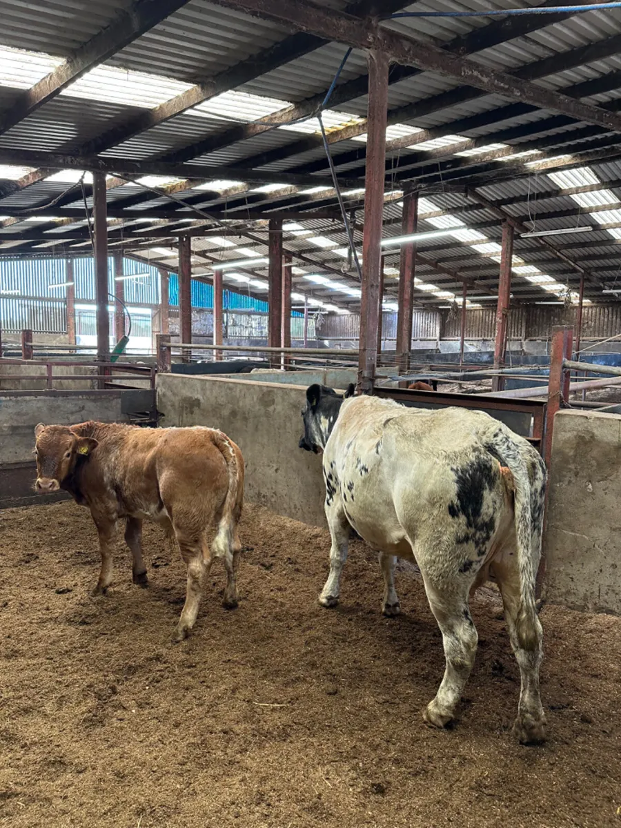 Second calving heifer with bull calve - Image 2