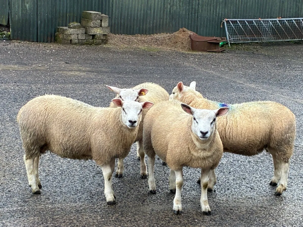 Texel Ram Lambs PBNR - Image 1