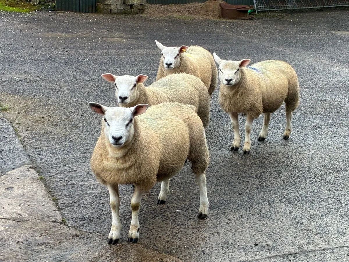 Texel Ram Lambs PBNR - Image 3
