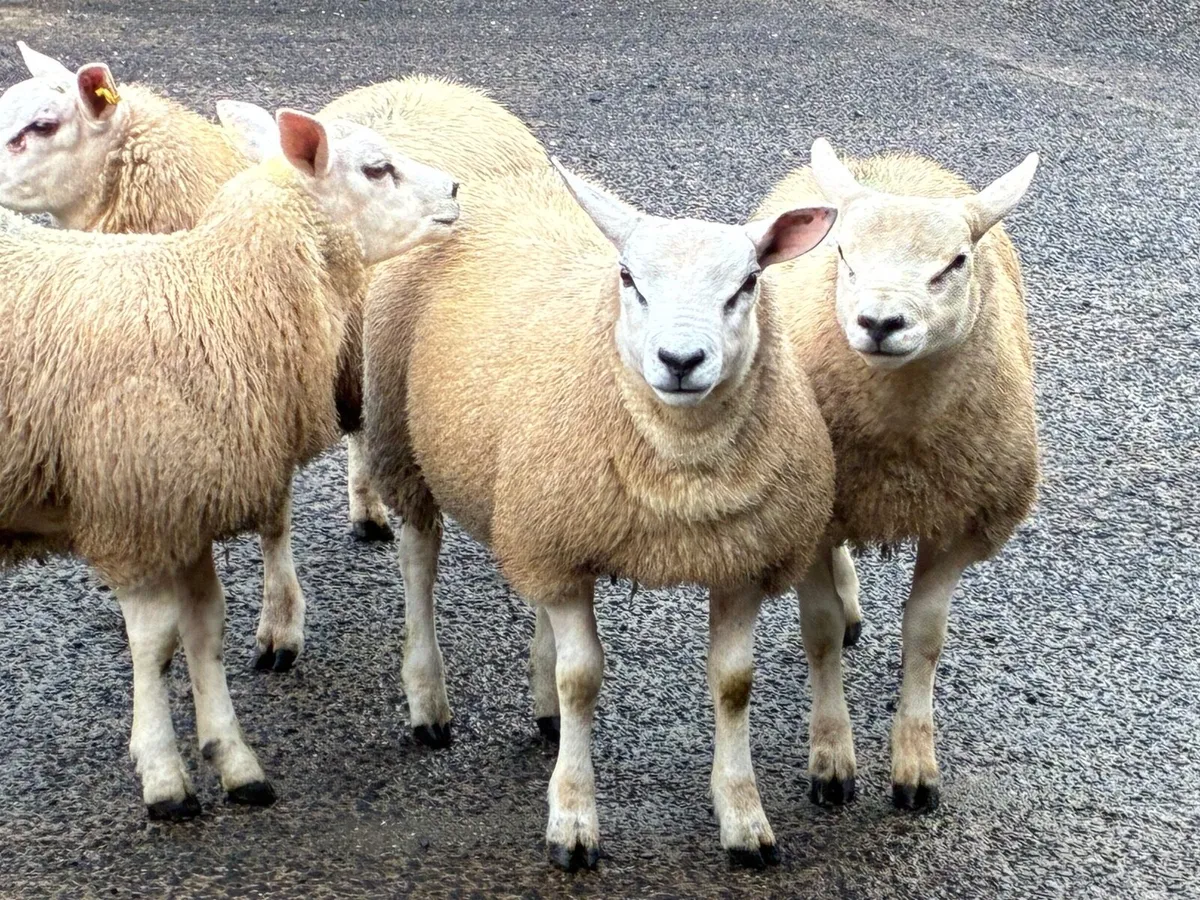 Texel Ram Lambs PBNR - Image 4