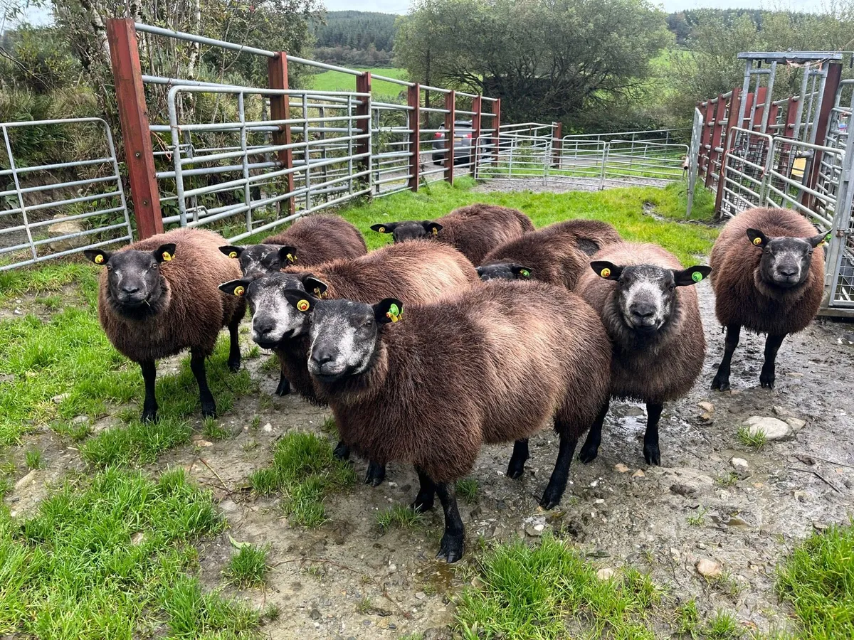 Pedigree Blue Texel ram lambs SIS✅ - Image 1
