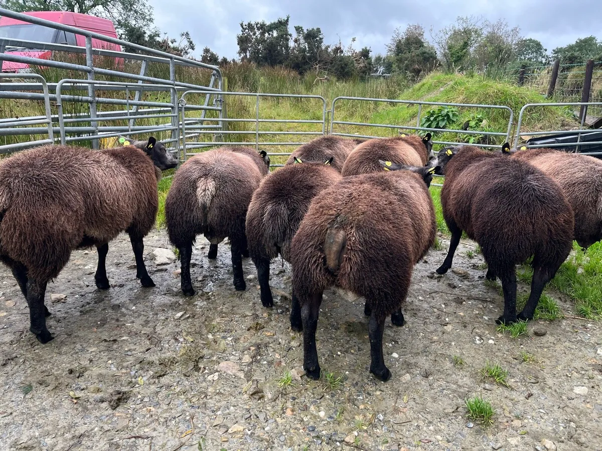 Pedigree Blue Texel ram lambs SIS✅ - Image 2