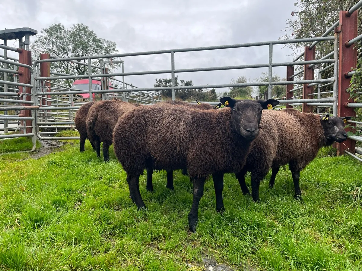 Pedigree Blue Texel ram lambs SIS✅ - Image 3