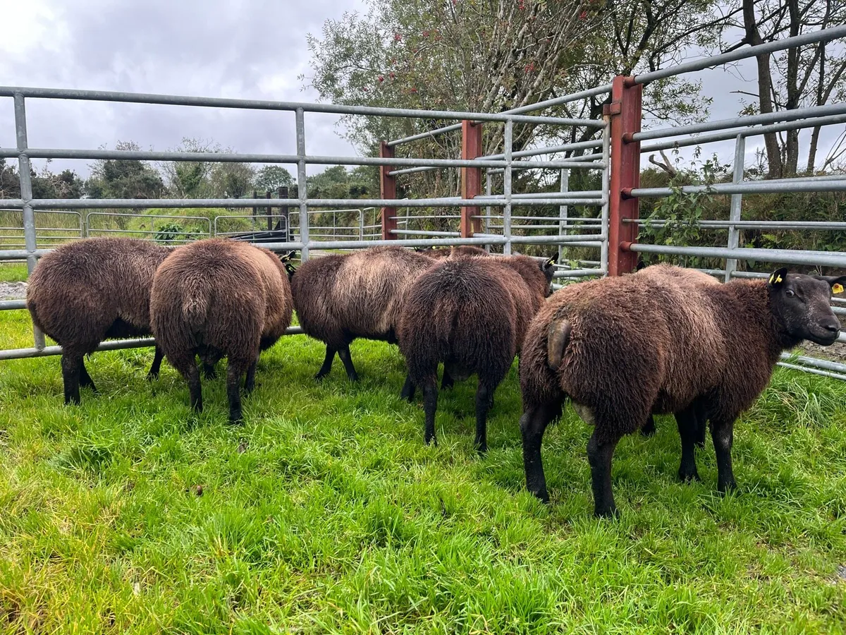 Pedigree Blue Texel ram lambs SIS✅ - Image 4