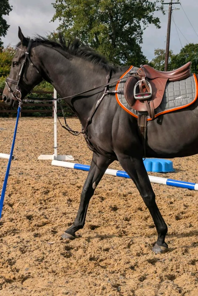 Gelding allrounder - Image 2