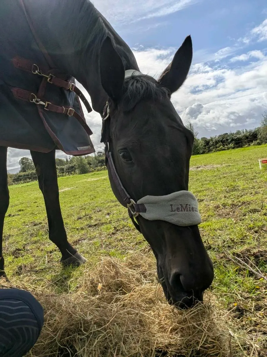 Gelding allrounder - Image 3