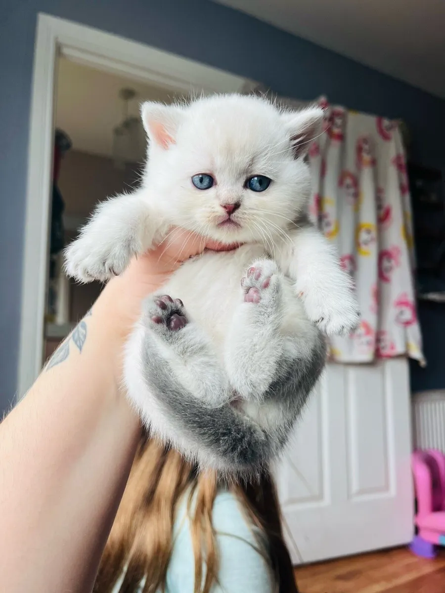 British shorthair kittens - Image 1