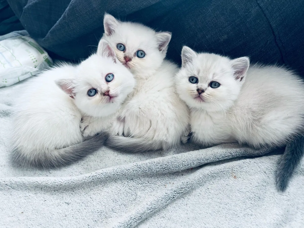 British shorthair kittens - Image 2